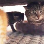 Cat Doesn’t Understand What The Kittens’ Want—The End Will Bring Smile To Viewer’s Face