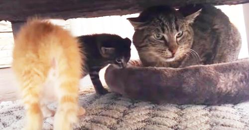 Cat Doesn’t Understand What The Kittens’ Want—The End Will Bring Smile To Viewer’s Face