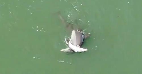 Grieving Mother Dolphin Won’t Let Go Of Her Baby’s Body