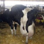 Farmers Were Amazed by the Unique Birth of Four Calves