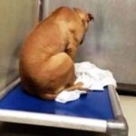 Dog Is Broken After His Adoption Falls Through, So He Stares At A Wall All Day, Then Something Happened