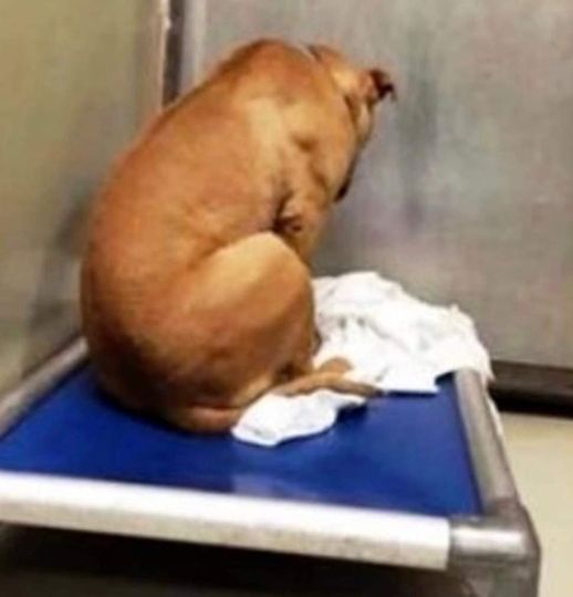 Dog Is Broken After His Adoption Falls Through, So He Stares At A Wall All Day, Then Something Happened