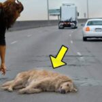 A Pregnant Dog Suddenly Got Hit By a Car, But No One Expected What Happened Next