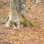 A man decides to film a tree in the woods for one year. What the camera captured was breathtaking.