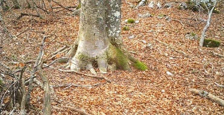 A man decides to film a tree in the woods for one year. What the camera captured was breathtaking.