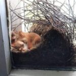 Mother Saw Squirrels In Her Window – But When She Taken A Closer Look At Them She Called The Police Immediately..