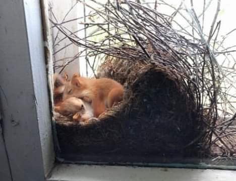 Mother Saw Squirrels In Her Window – But When She Taken A Closer Look At Them She Called The Police Immediately..