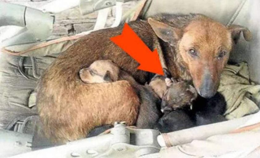 Underneath her house window, there was a dog with her puppies, but upon closer inspection, she noticed something unimaginable among the puppies.