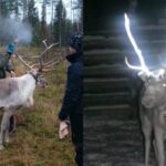 Finland covers reindeer antlers with reflective paint to prevent car accidents