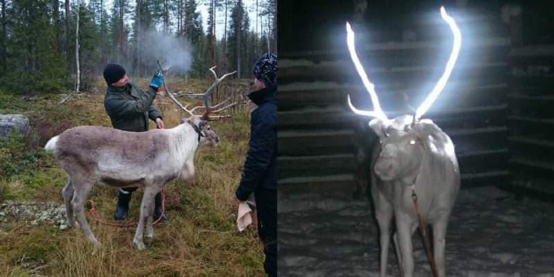 Finland covers reindeer antlers with reflective paint to prevent car accidents