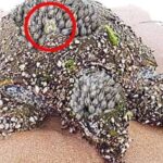 Couple Finds Strange Turtle On Beach – When They Look At His Shell They See Something Shiny