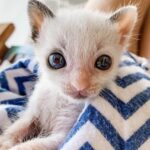 A Heartwarming Tale of an Abandoned Kitten