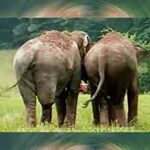 Former circus elephants separated for 22 years – cameras catch moment they reunite for the 1st time