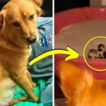 Owners Couldn’t Stop Screaming When They Noticed the Pups their Dog Gave Birth To