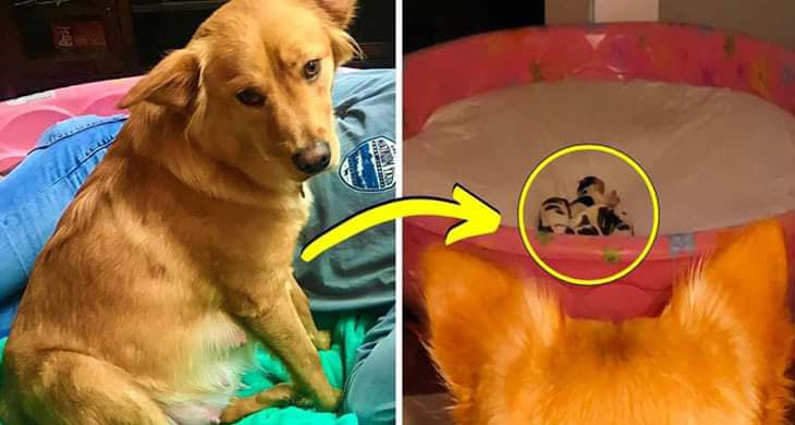 Owners Couldn’t Stop Screaming When They Noticed the Pups their Dog Gave Birth To