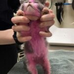 A Kitten’s Road to Recovery: From Abuse to Hope