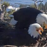 Thousands Watch Eagle Couple Bicker Over Child Rearing Tactics While Waiting for Eggs to Hatch