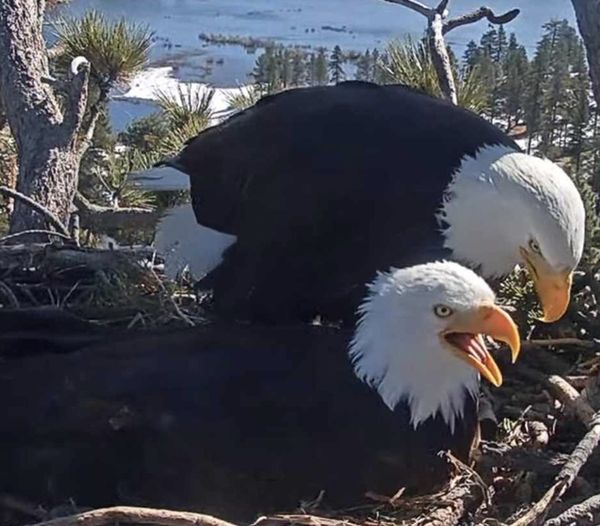 Thousands Watch Eagle Couple Bicker Over Child Rearing Tactics While Waiting for Eggs to Hatch