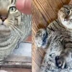 Woman Hears Cat Screaming Near Building and Comes to Find Sweetest Gentle Giant She’s Ever Met