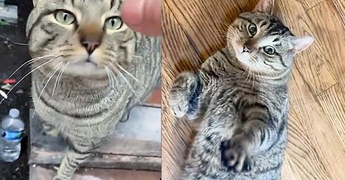 Woman Hears Cat Screaming Near Building and Comes to Find Sweetest Gentle Giant She’s Ever Met