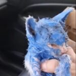 Kitten was dyed with toxic blue paint and left in the rain — rescuers help her make a stunning transformation