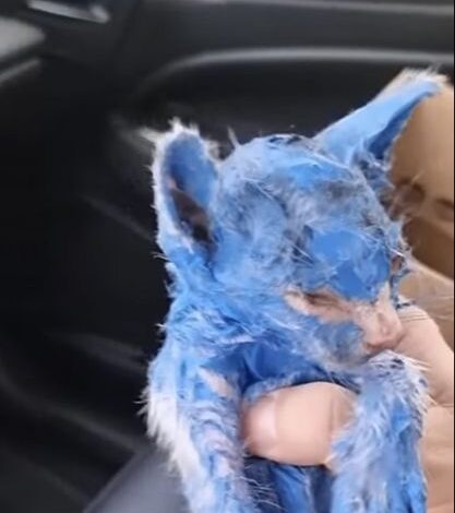 Kitten was dyed with toxic blue paint and left in the rain — rescuers help her make a stunning transformation