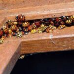 How To Take Care Of Invading Lady Beetles