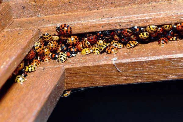 How To Take Care Of Invading Lady Beetles