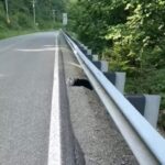 Baby Animal With Jar On Head Waits By The Road For Someone To Help….. _But No One Expected What Happened Next…