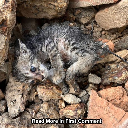 Rescue an abandoned kitten at a construction site that no one cares about! I adopted it