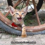 Rescue a lost kitten that lost its wandering mother and was trapped under a shopping cart