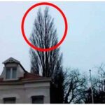 He was just filming a tree. But at 0:18 something happened that he will remember for a long time!