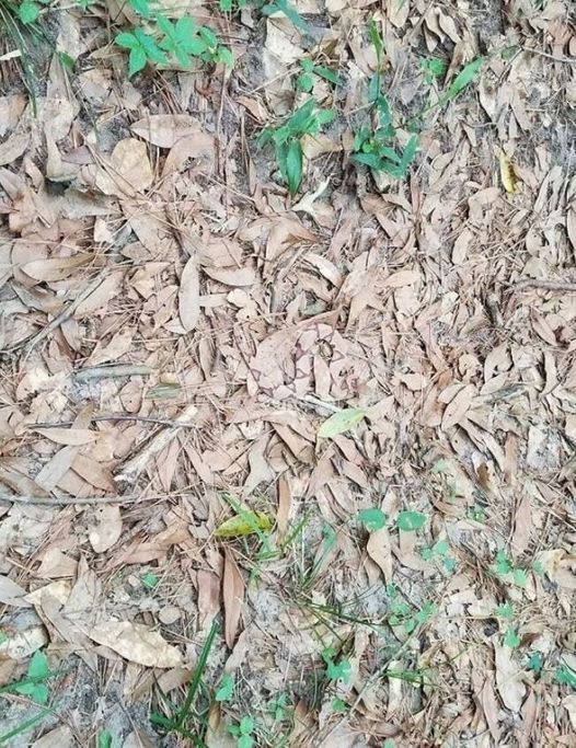 The Hidden Danger Lurking in the Woods: Can You Spot It?