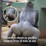 Parents Are Horrified When 2 Gorillas Get Busy In Front Of The Kids.