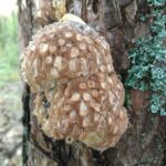 Found in forest in sweden, about 1m from ground, roughly 20cm in size. Hard to the touch, but drips liquid when knocked