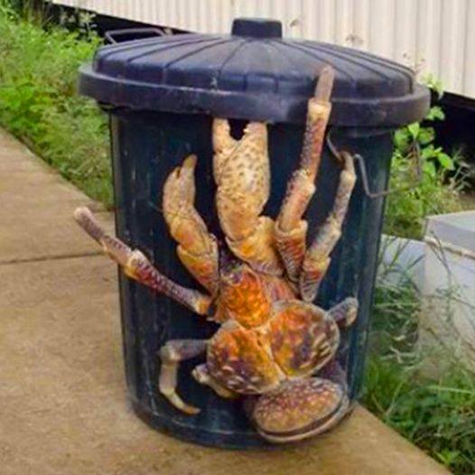 The Garbage Man Noticed A Giant Creature In The Trash – You Won’t Believe What He Found Inside