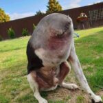 People Are Confused Over This Photo Of A ‘Headless’ Dog