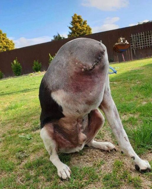 People Are Confused Over This Photo Of A ‘Headless’ Dog