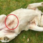 What a Blue Line Tattooed on a Dog means