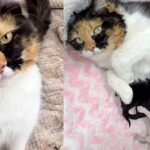 Cat Spent Months Living from Yard to Yard, Soon After Moving Indoors She Has Kittens by Her Side