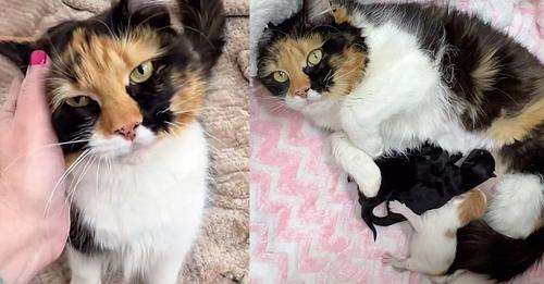 Cat Spent Months Living from Yard to Yard, Soon After Moving Indoors She Has Kittens by Her Side