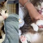 Rescuers Take on Cat with Behavior Issues and Never Give Up, the Cat Turns Out to Be Biggest ‘Muffin Maker’