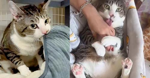 Rescuers Take on Cat with Behavior Issues and Never Give Up, the Cat Turns Out to Be Biggest ‘Muffin Maker’