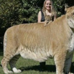 Meet a biggest liger [lion+tiger] baby : Biggest cat in the world, so amazing (Video)