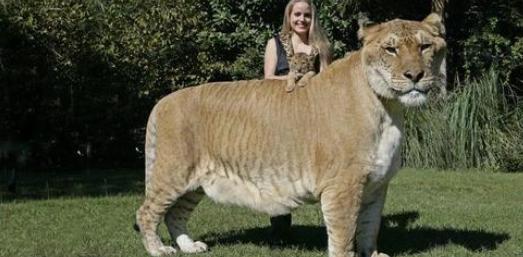 Meet a biggest liger [lion+tiger] baby : Biggest cat in the world, so amazing (Video)