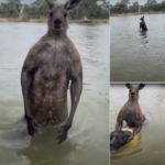 Brave Man Rescues His Dog After A Kangaroo Tried To Drown It