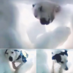 Man Buried In Snow Records Rescue Dog Hard At Work ‘Saving’ Him