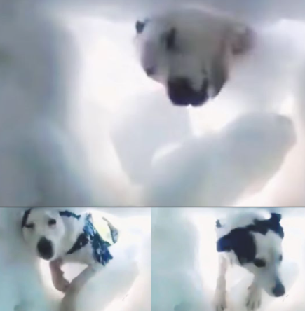 Man Buried In Snow Records Rescue Dog Hard At Work ‘Saving’ Him