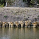 Amazing! 20 Lions drinking Line up, lion family! The beautiful moment (Video)