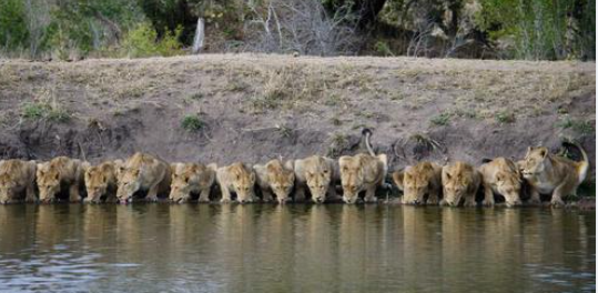 Amazing! 20 Lions drinking Line up, lion family! The beautiful moment (Video)